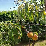 Il Melograno